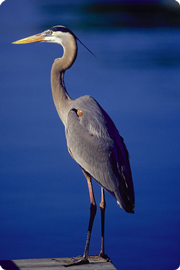 Meaning of Great Blue Heron