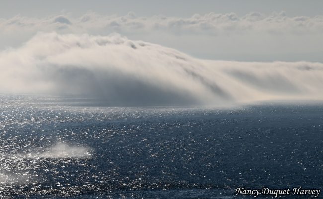 Fog Tsunami by Nancy Duquet-Harvey
