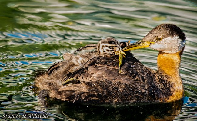 Red-necked Grebe feeding Chick by Hugues de Milleville