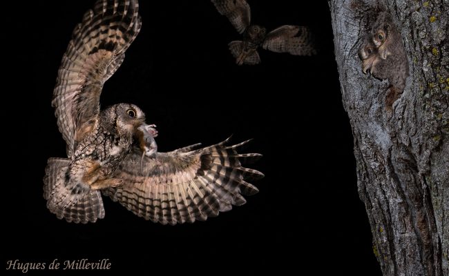 Screech Owl and Young by Hugues de Milleville