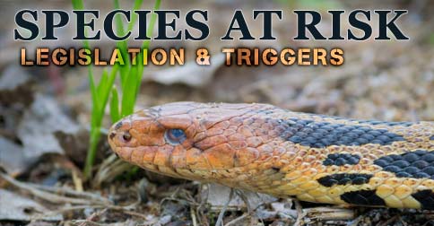 Species at Risk Legislation and Triggers
