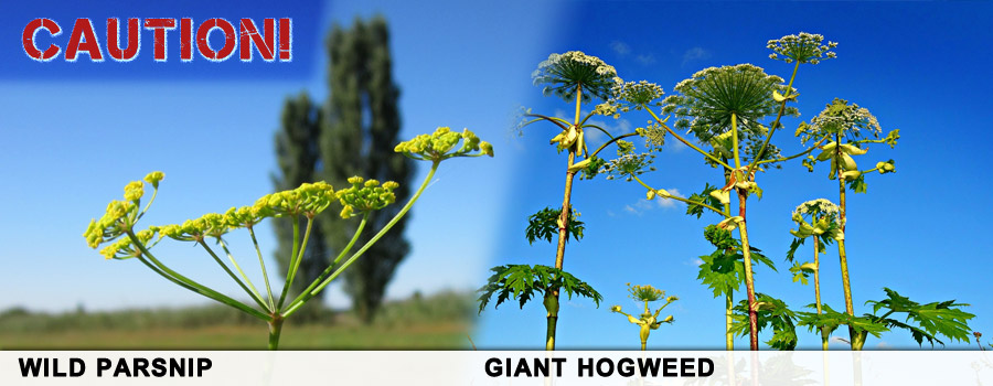 Warning Giant Hogweed and Wild Parsnip
