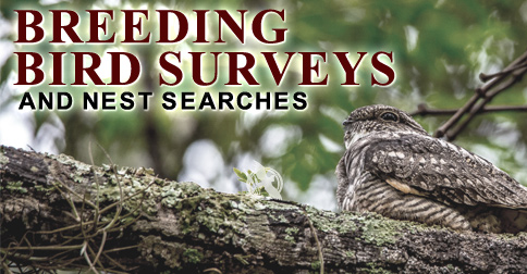 Breeding Bird Surveys and Nest Searches