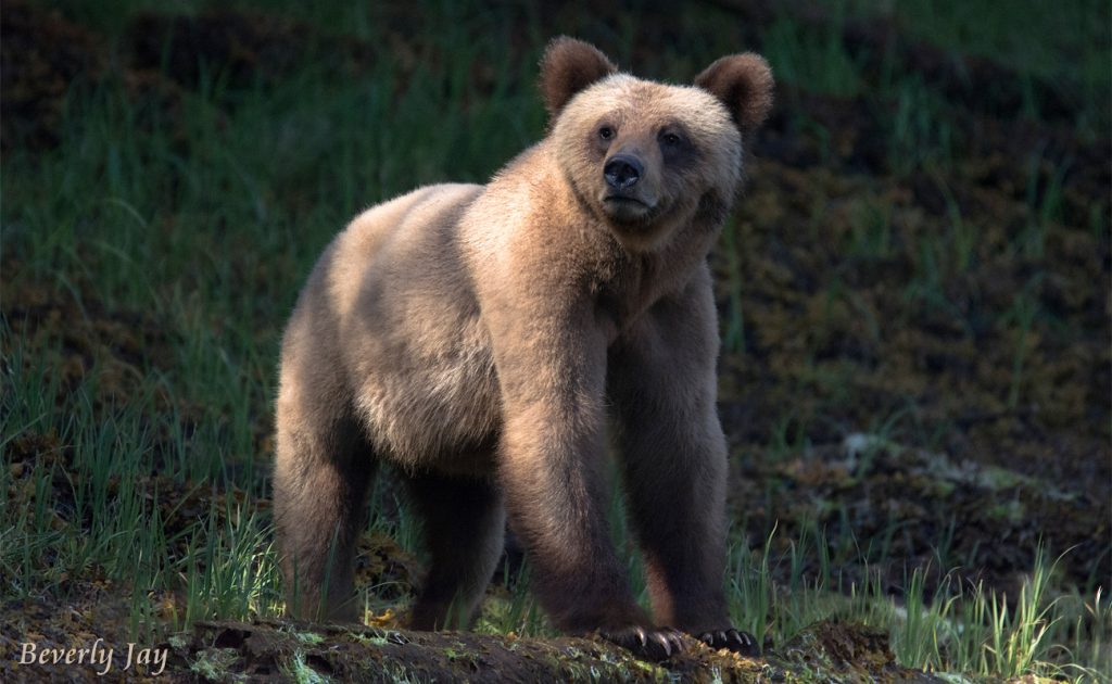 Little Blond Grizzly by Beverly Jay