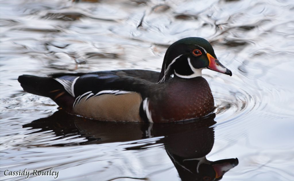 Wood Duck by Cassidy Routley