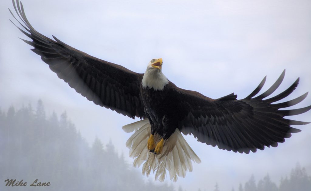 Eagle in Flight by Mike Lane