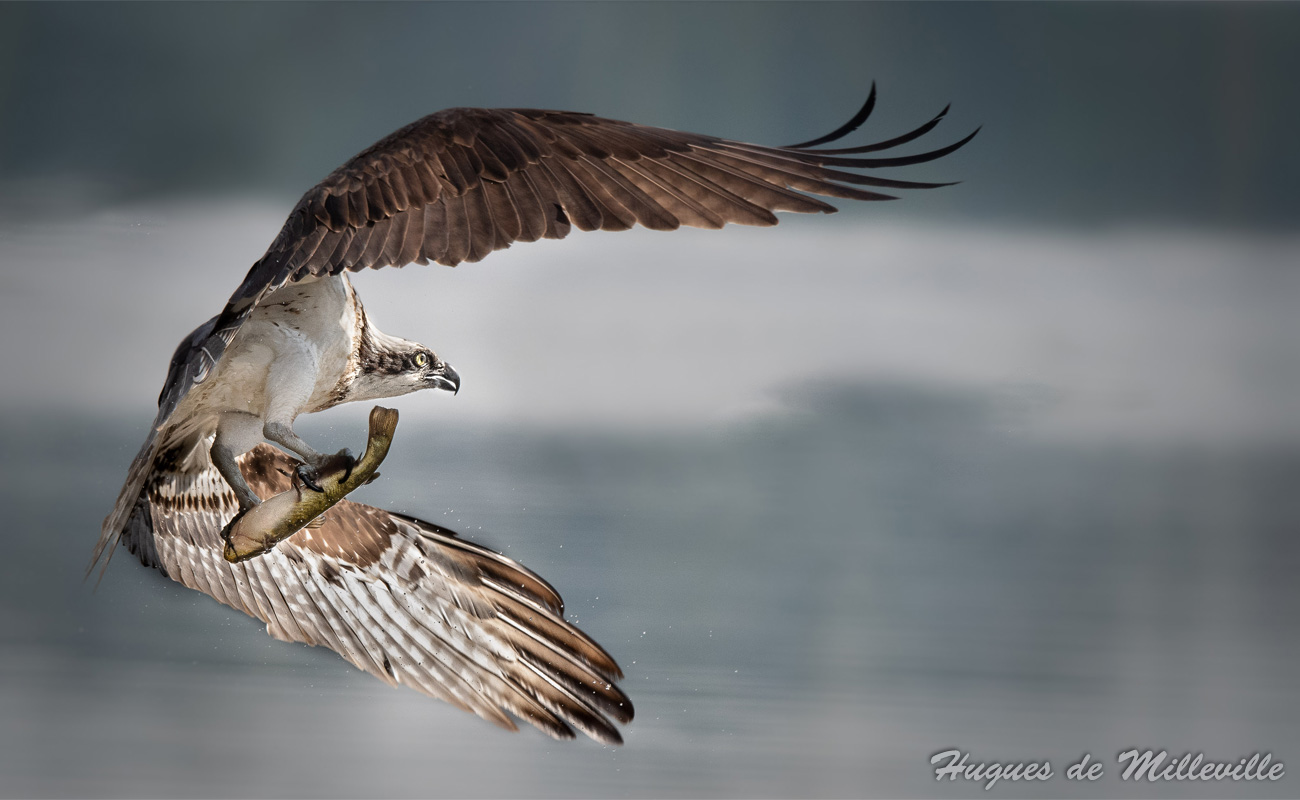 Osprey Flying Away with Fish by Hugues de Milleville