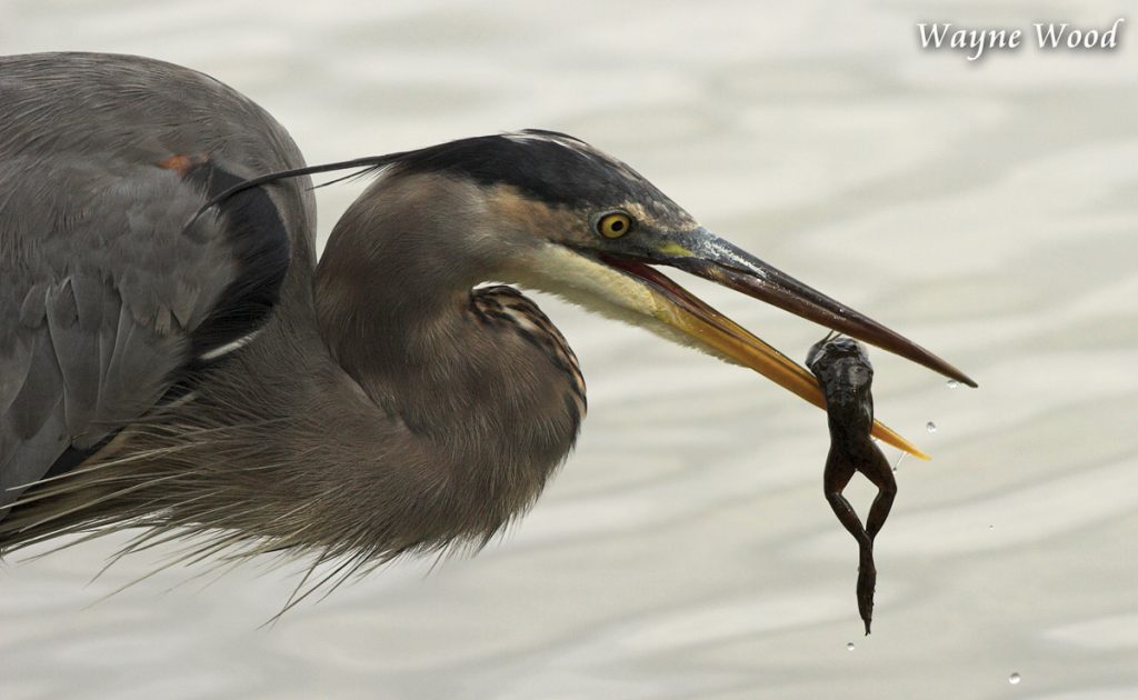 Great Blue Heron with Lunch by Wayne Wood