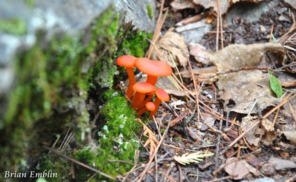Red Mushrooms by Brian Emblin