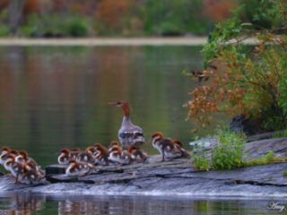Mergansers Aplenty