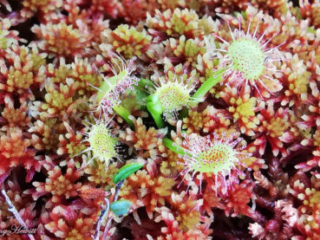 Sundew