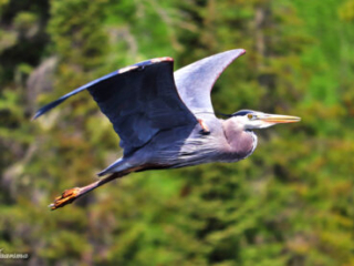 Great Blue Heron Mid-Flight