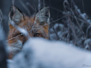 The Killer Look