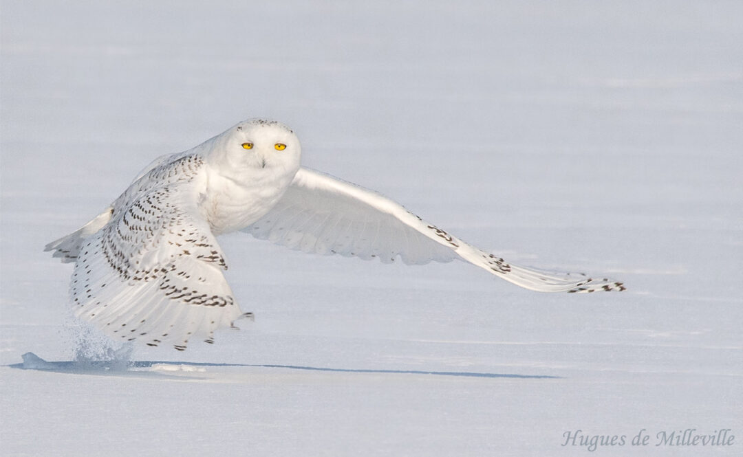 Snowy Owl by Hugues de Milleville