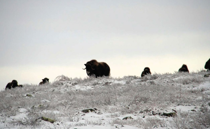 Winter Visitors Winter Visitors by Dana Lajeunesse