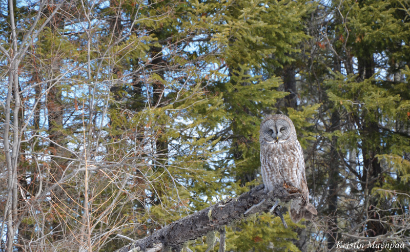 Great Gray Owl Great Gray Owl by Kristin Maenpaa