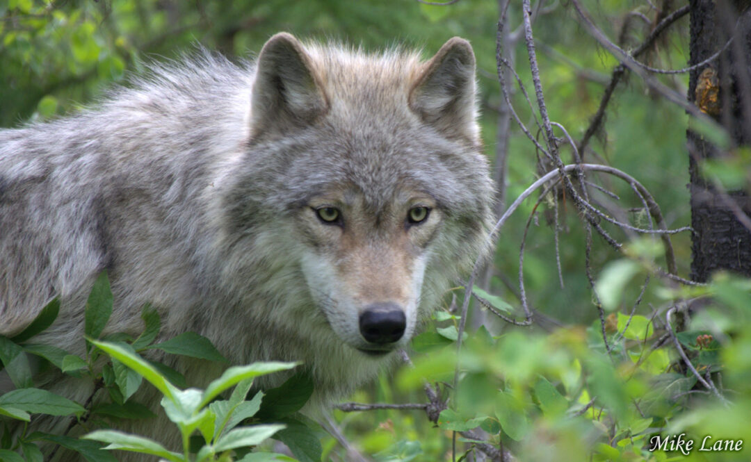 Wolf in the Trees by Mike Lane