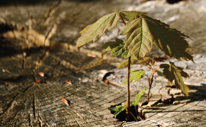 A New Beginnings A New Beginnings by Nancy Duquet-Harvey