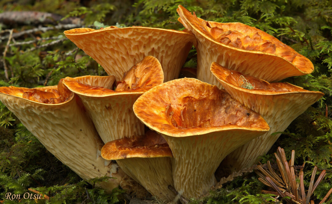 Scaly Vase Chanterelle by Ron Otsu