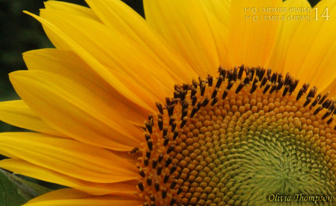 Sunflower Petals by Olivia Thompson