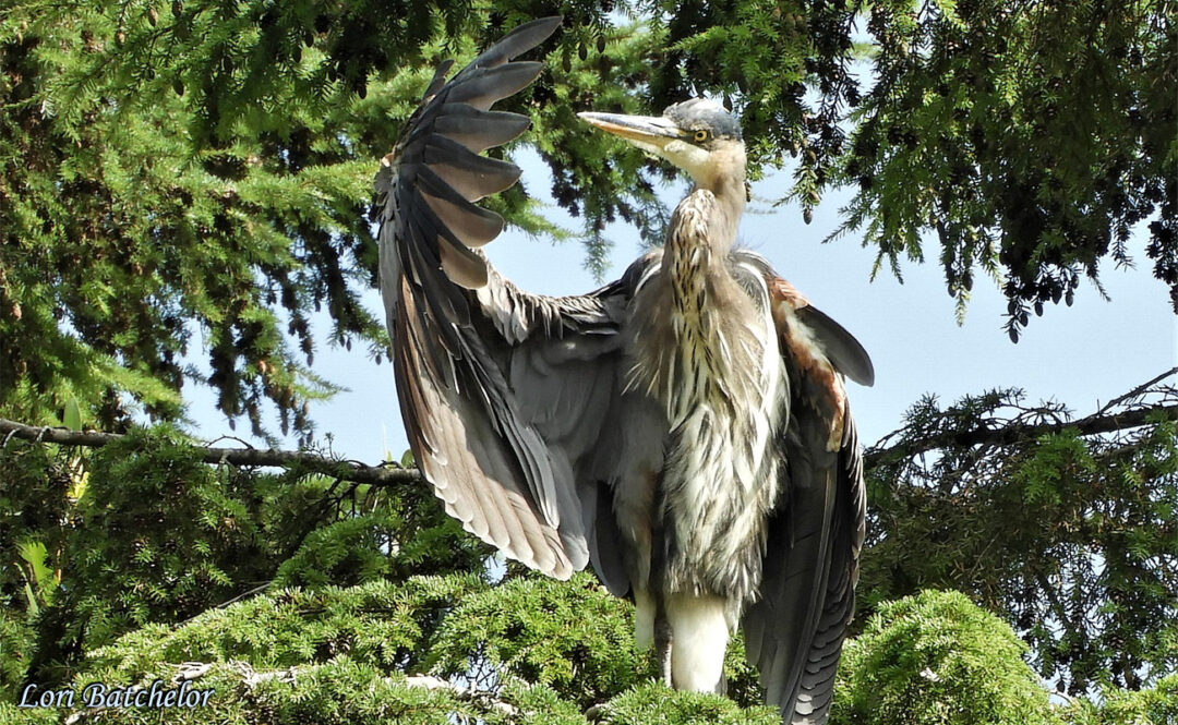 Great Blue Heron Inspecting Feathers by Lori Batchelor