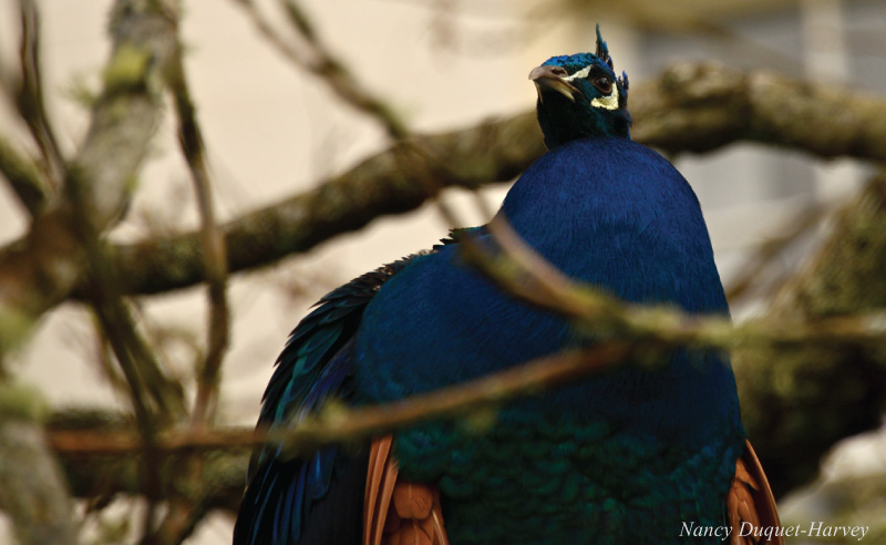 Just Hanging Out Just Hanging Out by Nancy Duquet-Harvey