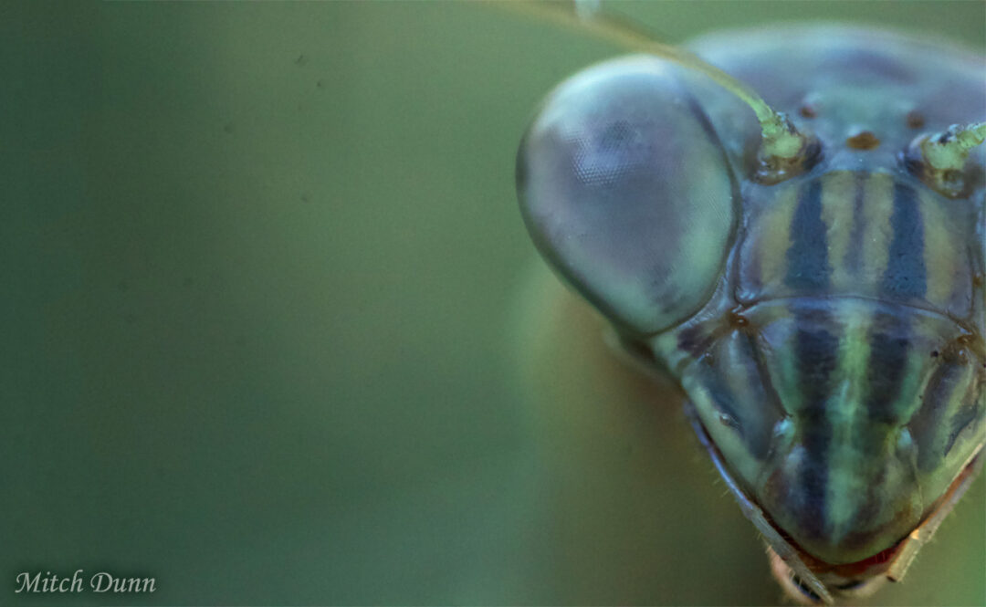 Praying Mantis by Mitch Dunn