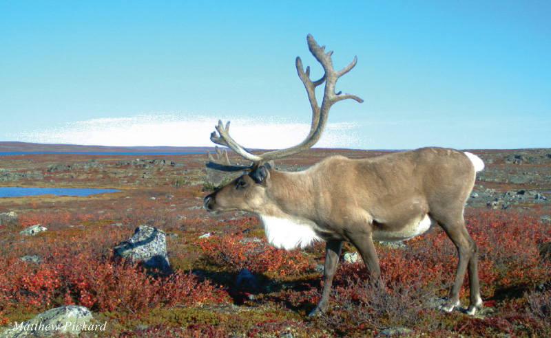 Caribou in the Fall Colours Caribou in the Fall Colours by Matthew Pickard