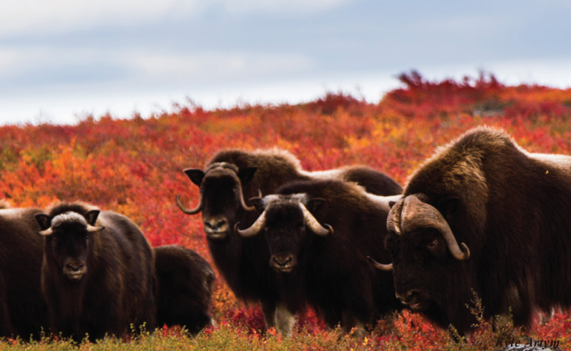 Muskox Defending its Land Muskox Defending its Land by Kyle Artym