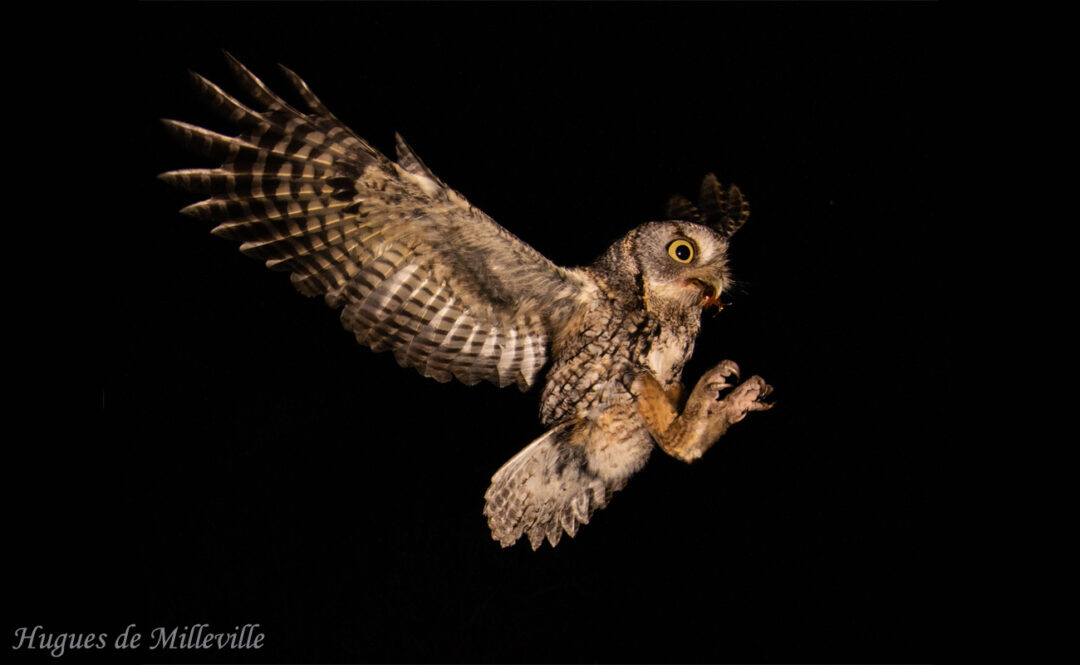 Screech Owl (otus asio) with June Bug catch by Hugues de Milleville