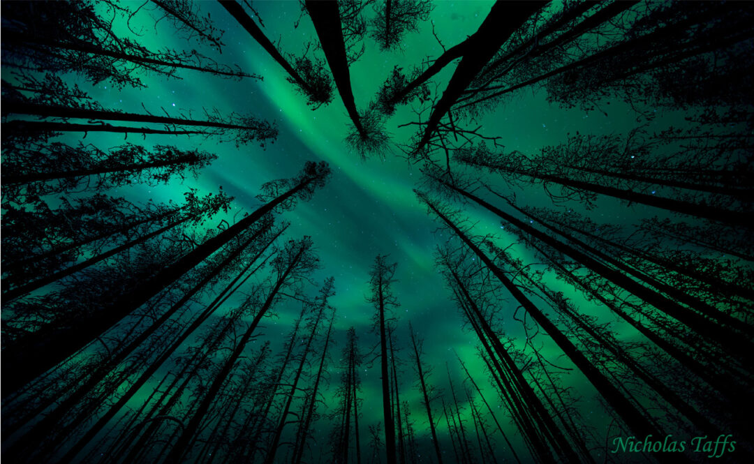 Enchanted Forest by Nicholas Taffs