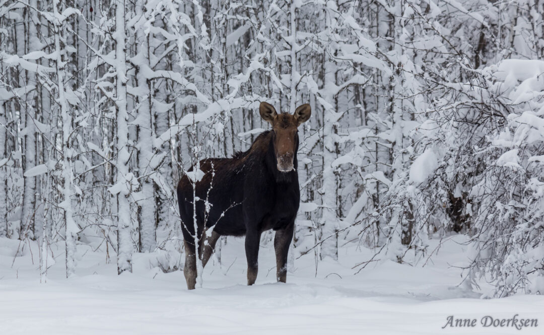 Moose Standing in The Winter Snow by Anne Doerksen