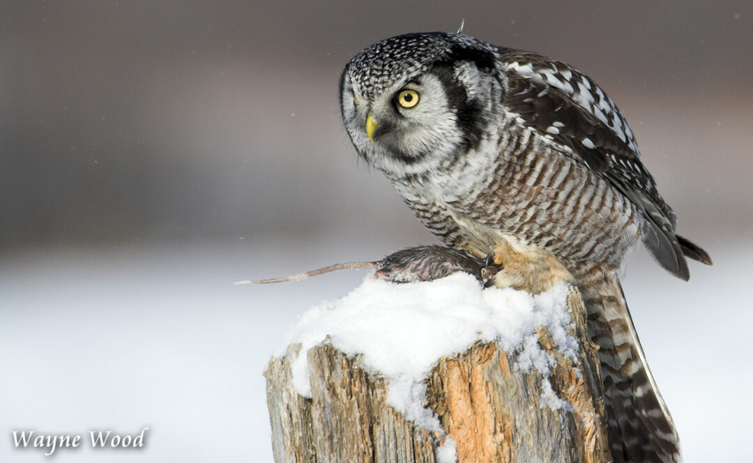 Northern Hawk Owl and Prey Northern Hawk Owl and Prey by Wayne Wood
