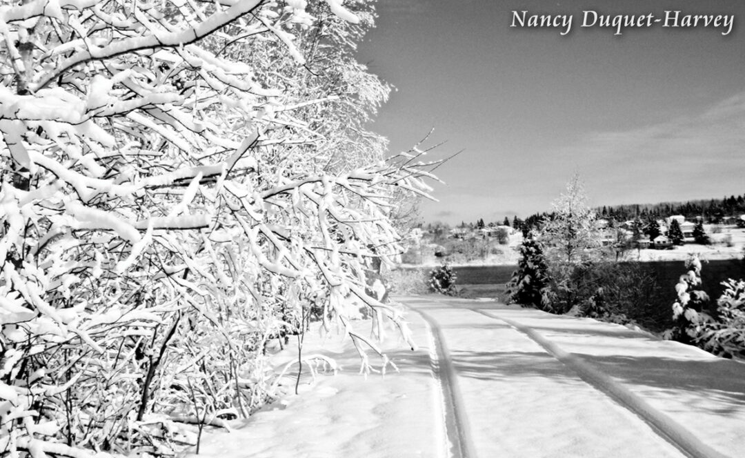 Winter Tracks Winter Tracks by Nancy Duquet-Harvey