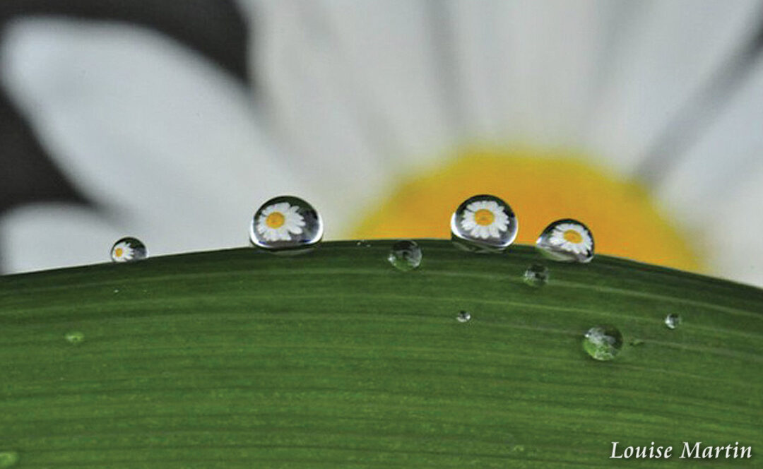 Daisy Dew Daisy Dew by Louise Martin