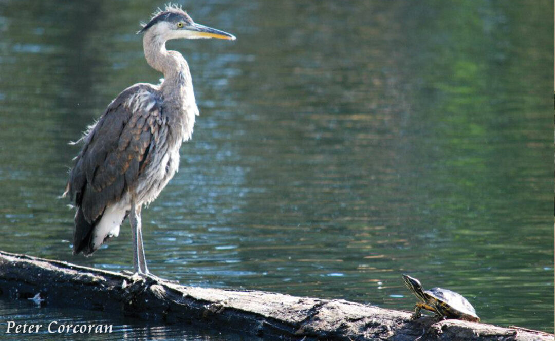 Heron vs. Turtle Heron vs. Turtle by Peter Corcoran