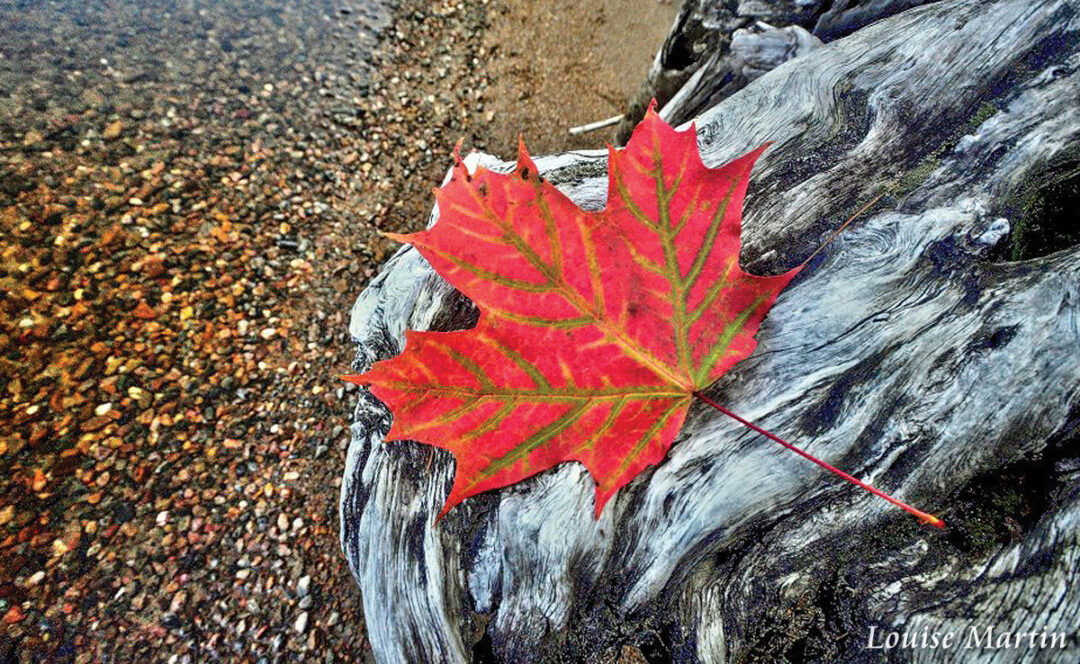Fall Leaf Fall Leaf by Louise Martin