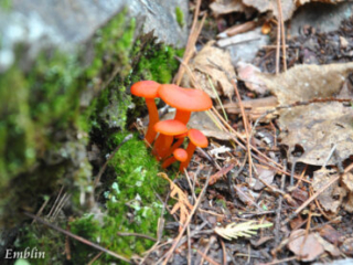 Red Mushrooms by Brian Emblin