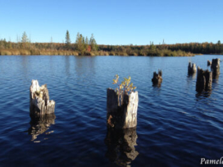 Dock Remnants by Pamela Reid