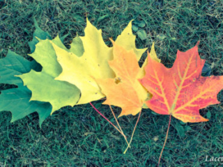Transition of Maple Leaves by Lacey Rigg