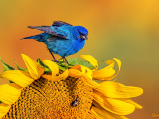 Indigo Bunting on Sunflower