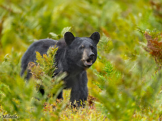 Black Bear