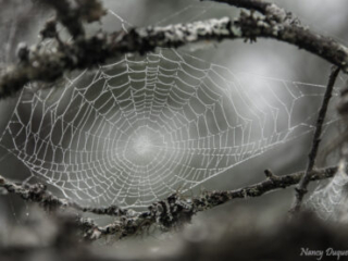Dewy Art