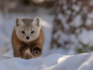 Pine Marten Running in the Snow