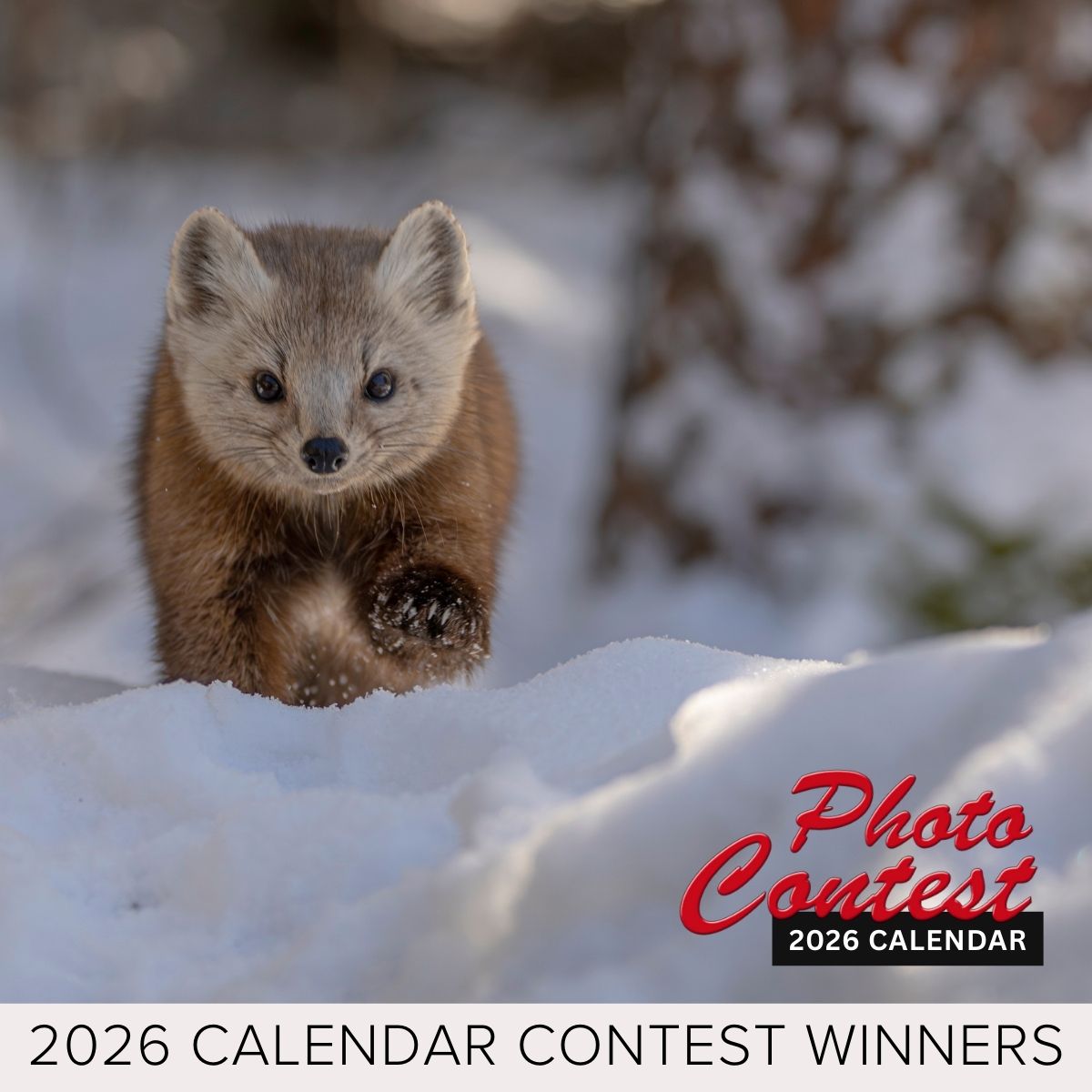 Pine Marten Running in the Snow