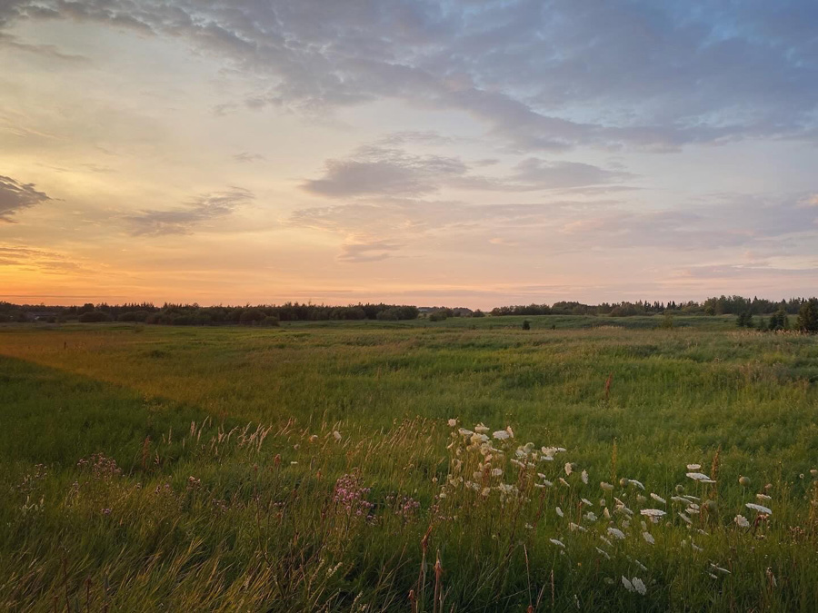 Field Sunsets