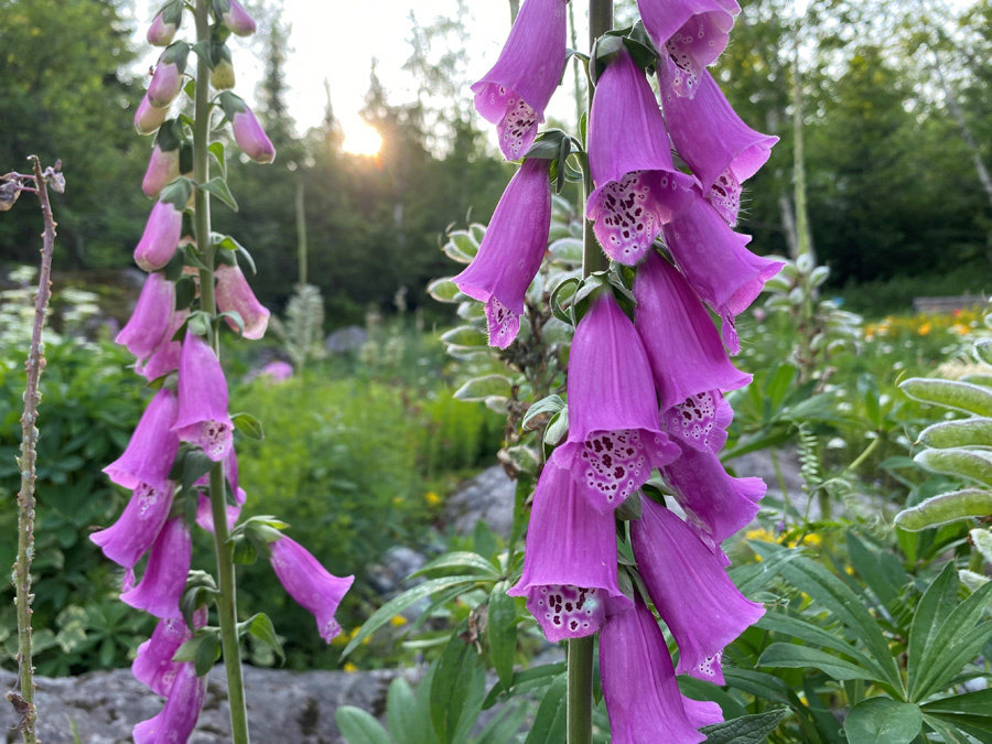 Foxgloves
