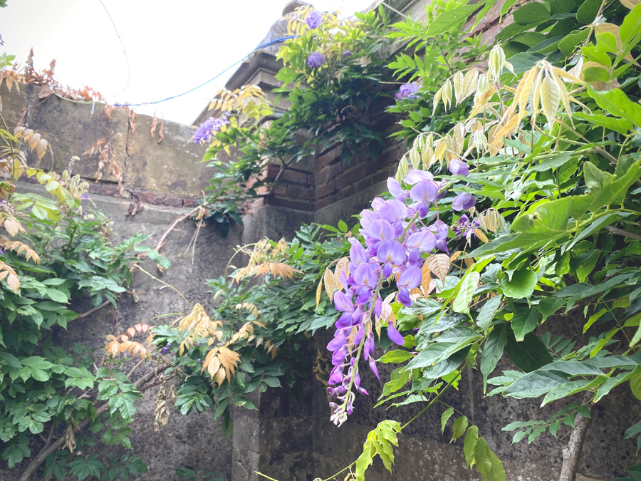 Wisteria