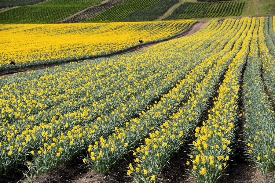 Daffodil Farm