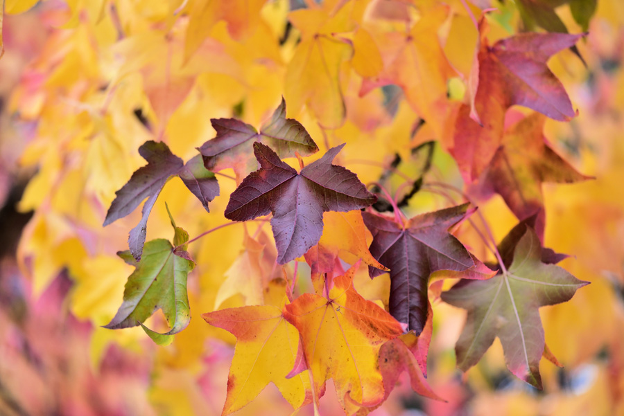 Fall Leaves